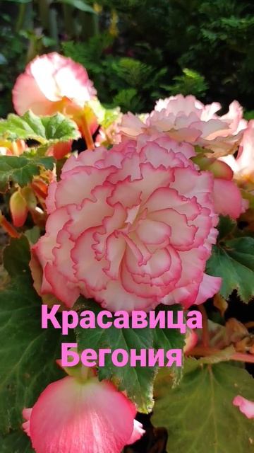 Бегония в июне