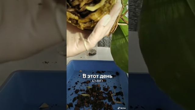 Пересадка СТАРОЙ орхидеи. Часть 2. #пересадкаорхидеи #п