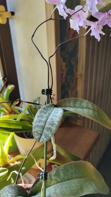 Phalaenopsis schilleriana. Орхидея Шиллериана цветение детки.