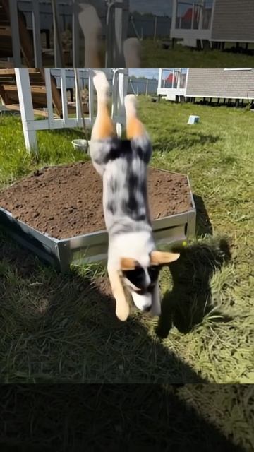 Корги плывун)))