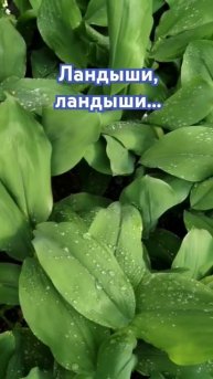 Легенды о ландышах... #цветы #ландыши #щастяє