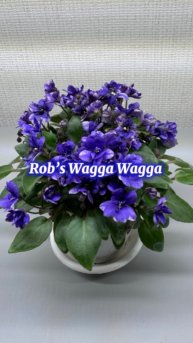 Rob's Wagga Wagga