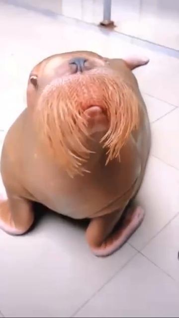Моржей можно научить свистеть и издавать различные другие звуки