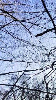 шишки ольхи возле реки #лес #природа #сбор #краснодарскийкрай