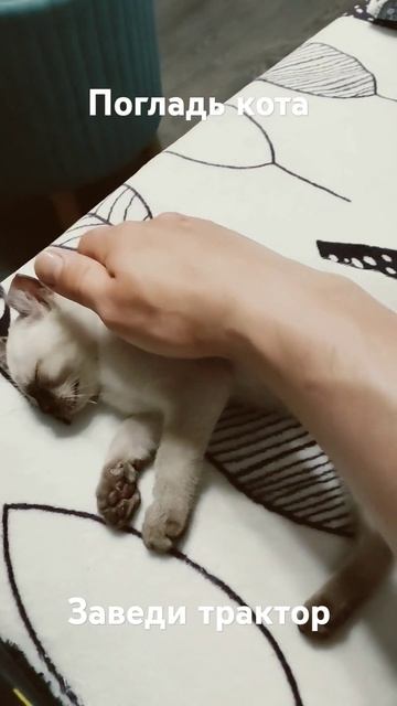 погладь кота #кот #котики #котэ #волкодав #марс #мяу #мяв