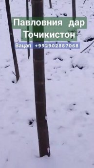 Павловния дар зимитон