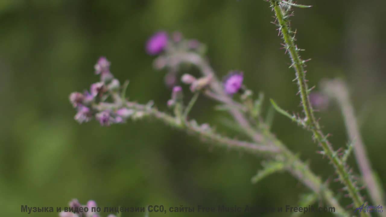 Пейзажи звучат громче любого оркестра с этим треком - Antipatico -- J Hacha De Zola -- Antipatico