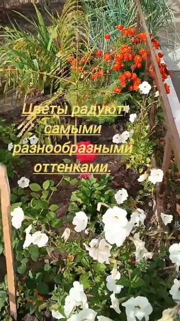Осенние цветы улучшают наше настроение, украшают жиль