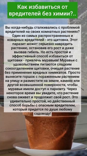 Как избавиться от вредителей без химии?..