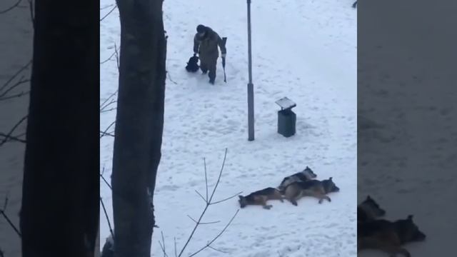 Коммунальщики средь бела дня отстреляли бездомных со?