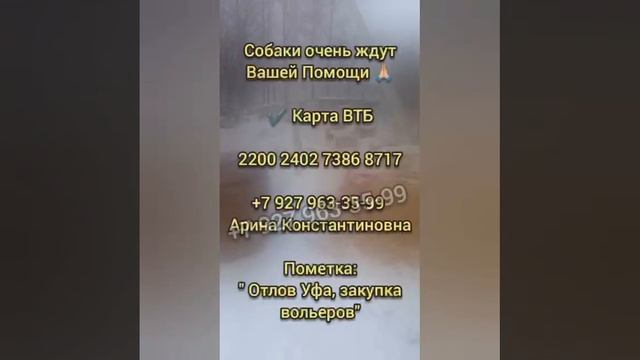 Помогите спасти собак с брошенной передержки