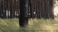 Включите и почувствуйте, как падают снежинки! - Moodswing -- Podington Bear -- The Hump (Box Set Dis