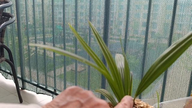 Как поживает пальма в Сукко. Растет на балконе круглый год. Все минуса перенесла, но в грунт ещё ран