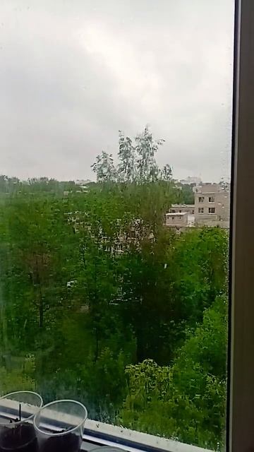 Третья пересадка авокадо) #plants #авокадо