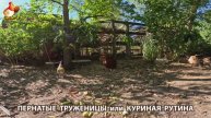 Куры несушки свободного выгула и их обычная куриная рутина – эпизод (258)