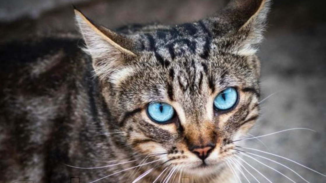 котик прыгает на кровати