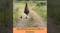 ПЁС ЕЛЕ НОГИ УНЁС ОТ .. СТРАУСА