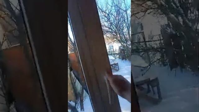 Видео-отзыв о СК БрусЦентр