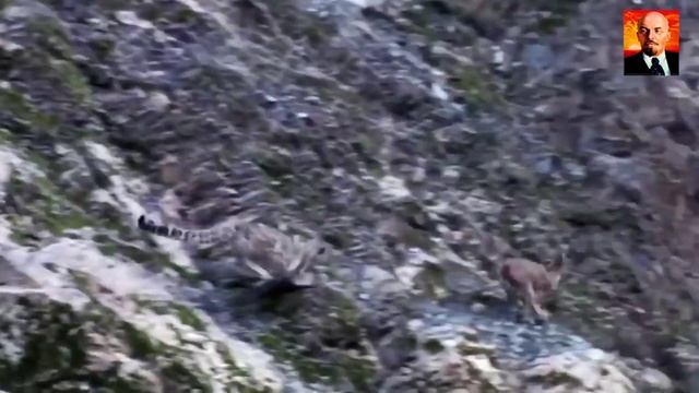 Внушающие трепет выходки_ раскрытие секретов горных козлов. Почему Горные Козлы Не Падают-