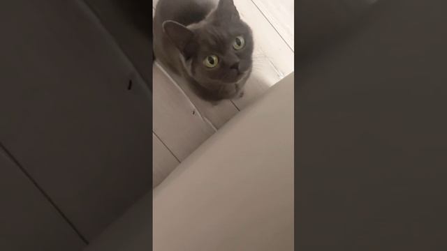 кошка Шишка