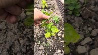Влог. Моя любимая работа. Скучаю по огороду. Цыплята. Р?