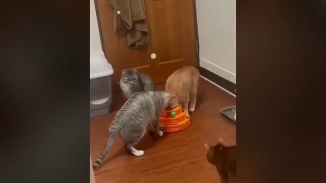 КотЭ (3)
