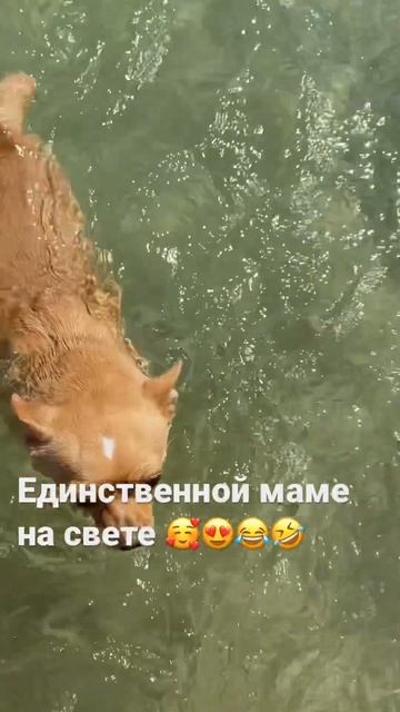 Приколы от чихуахуа #dog #dogs #приколы #смешно #собака #чихуахуа #подпишись #shorts