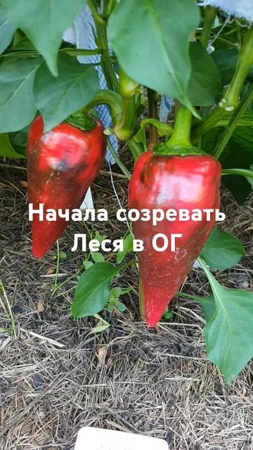 Начала созревать Леся в открытом грунте