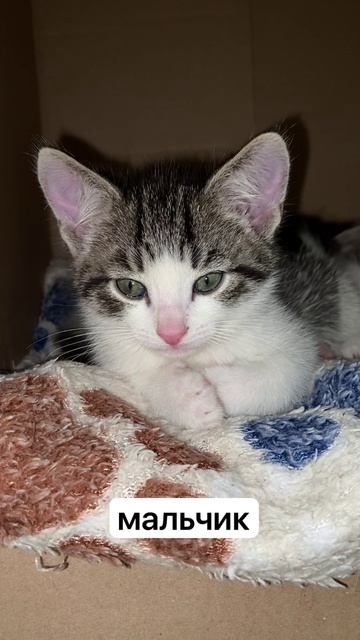 Котёнок мальчик