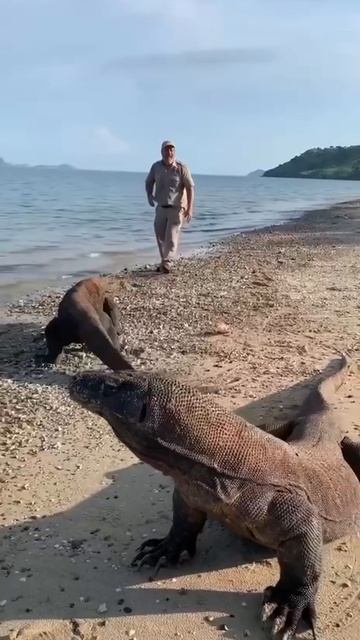 Комодский варан