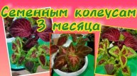 Колеусы из семян. Рассаде 3 месяца. Обзор по сортам.