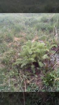 "Цветущий дворик". Уроки Марины Юрьевны. Декоративные ?