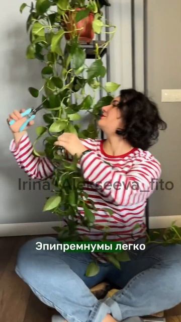 Обрезка эпипремнум