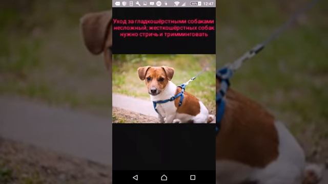 Порода "Джек-Рассел-терьер"  Дополнительные сведения смотрите в описании.