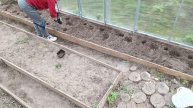 07-05-2025 высадила томаты в теплицу.