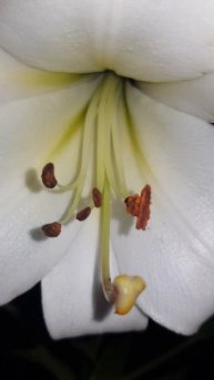 Лилия "Eastern Moon" | Lilien Eastern Moon #lilien #лилия #цветы #растения #