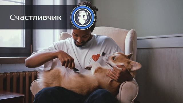 Трогательные видео про собак