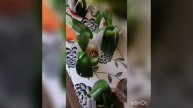 Полив орхидей