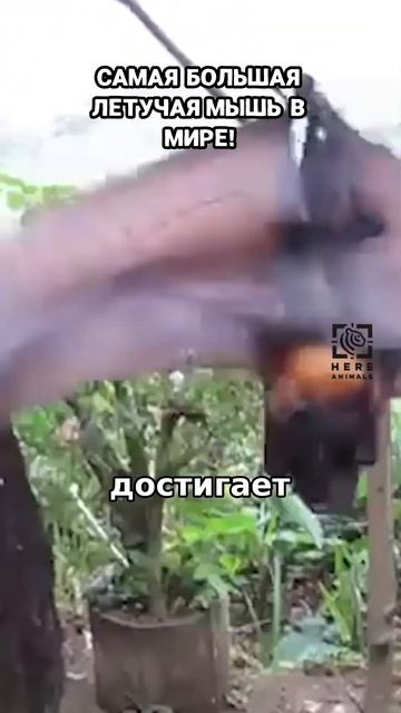 Самая большая летучая мышь в мире!