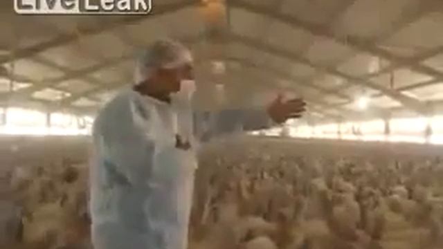Прикол с индюками! Смешно до слез! Ржач