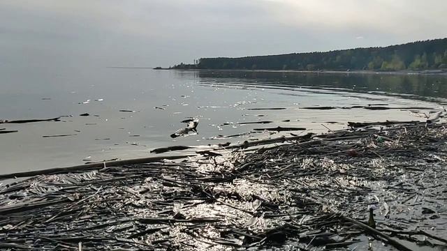 Пляжи Обского моря, 8 мая 2025 г. Много народу уже! 🏖️