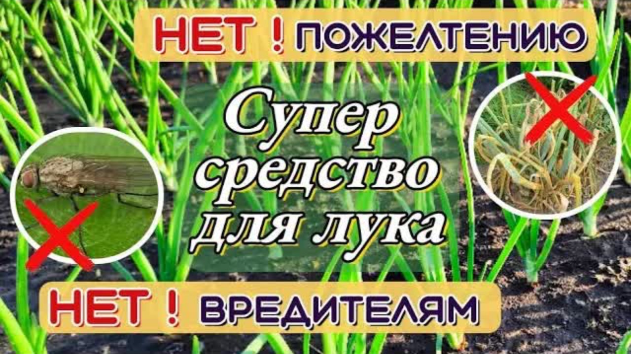 ЛУК будет ЗЕЛЁНЫЙ! Луковая МУХА исчезнет! СУПЕР средство от ПОЖЕЛТЕНИЯ и от ВРЕДИТЕЛЕЙ лука