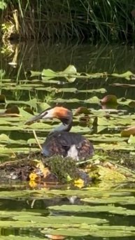 поганка,кувшинки, гнездо #birds #goose #duck #nature #wildlife #butterfly #lak