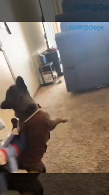 Хозяин заскучал по родео🤠😂 ( видео про собак )