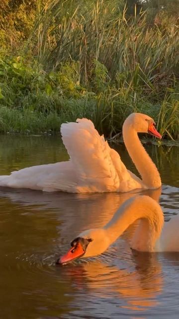 У лебедя Алеся начали расти новые пёрышки. #лебедь #nature