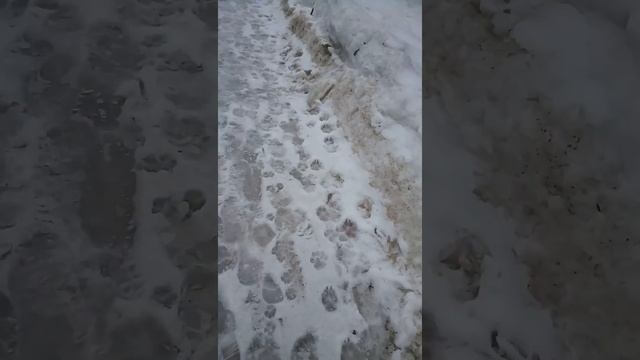 Костомукша День города 1 мая начало