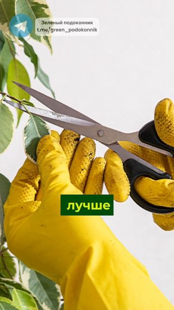 Почему герань не цветет🫣 #цветы #комнатныецветы #раст
