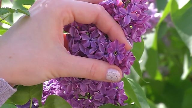 Невероятные сорта сирени. Яркие, очаровательные, аром?