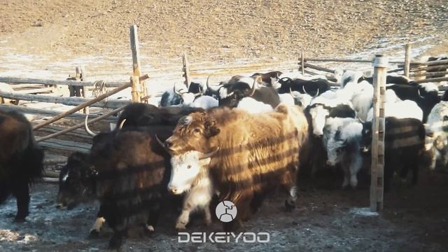 Сарлыктар / Тыва / Республика Тыва