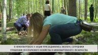 "90 кедров" - акция, приуроченная к юбилею Югры